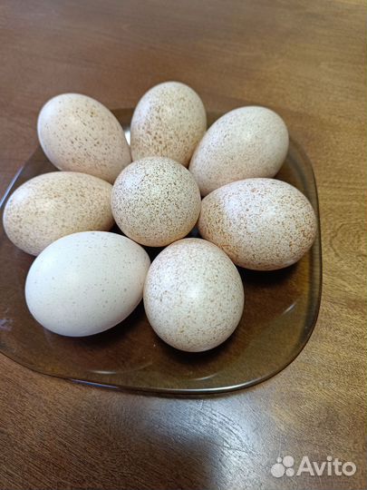 Яйцо домашнее