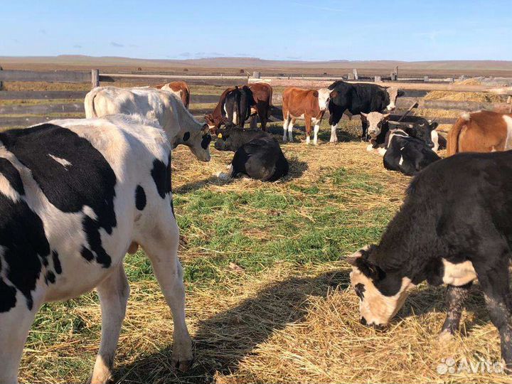 Бычки и быки