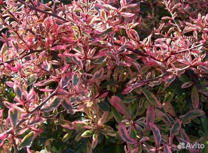 Пираканта 4 сорта