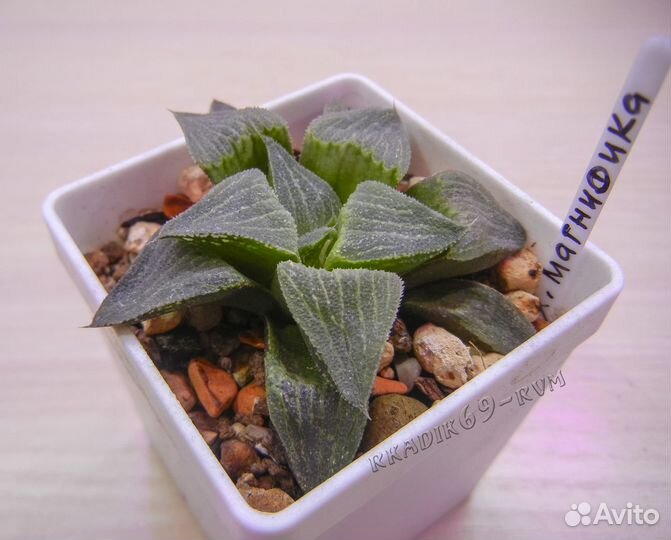 Хавортия (Haworthia)