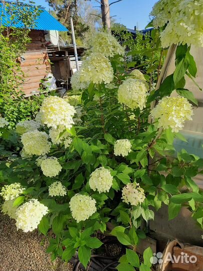 Гортензия Лаймлайт
