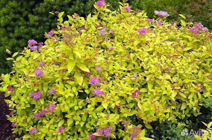 Спирея японская