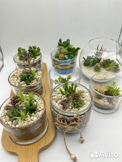 Флорариум из суккулентов