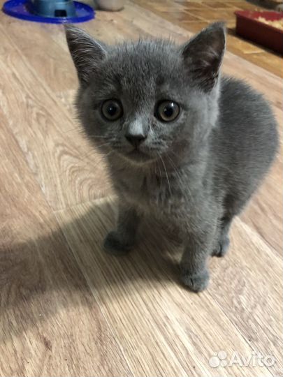Британские котята