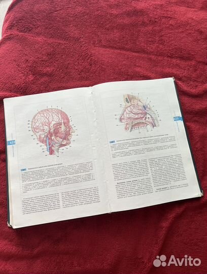 Атлас анатомии человека Сапин
