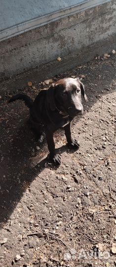 Собака в добрые руки отдам бесплатно