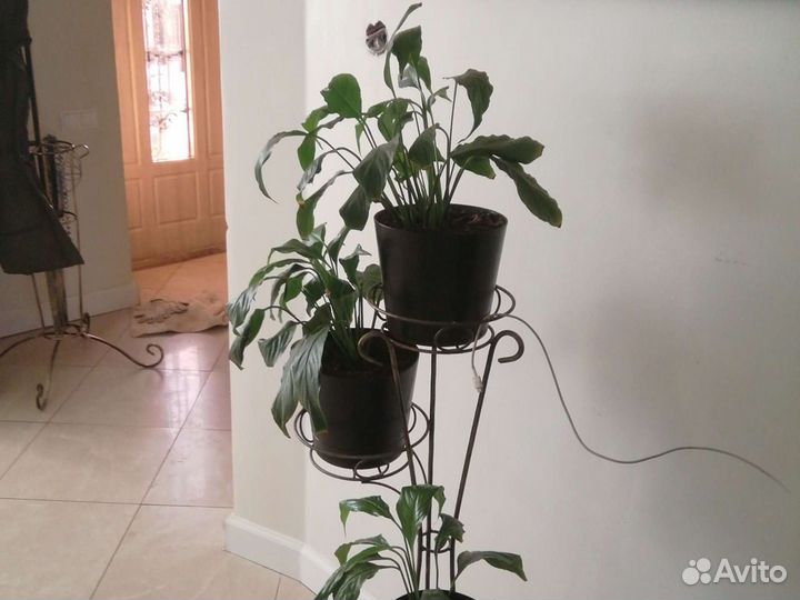 Спатифиллум