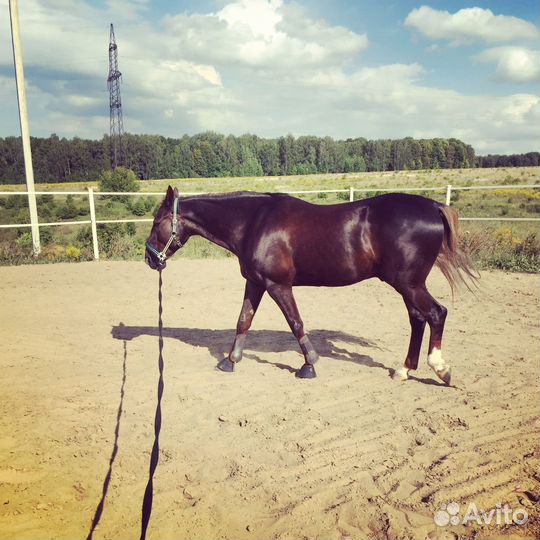 Продам коня