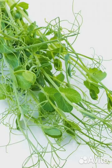 Семена весовые микрозелень