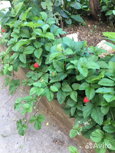 Декоративная земляника(10 отростков)