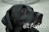 Щенок лабрадор помесь