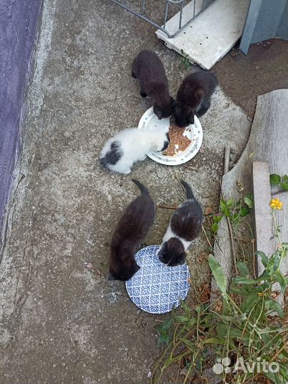 Прекрасные котята