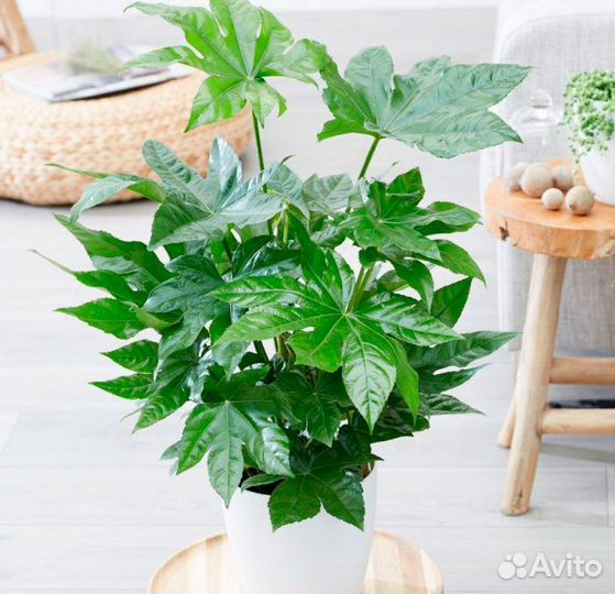 Комнатные цветы растение фатсия японская