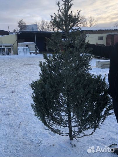 Елочки новогодние