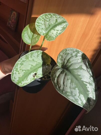 Сциндапсус