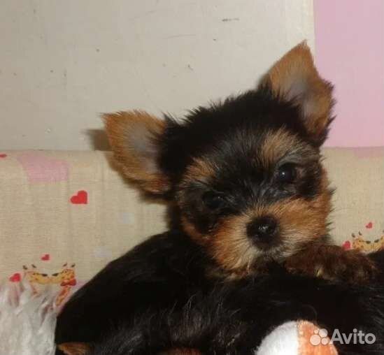 Йоркширский терьер, девочка мини