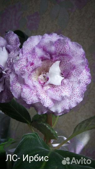 Глоксиния сортовая, коллекционная