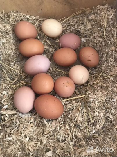 Яйцо куриное домашние