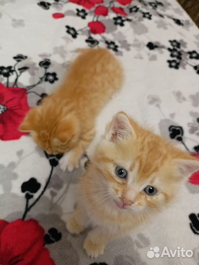 Рыжие котики