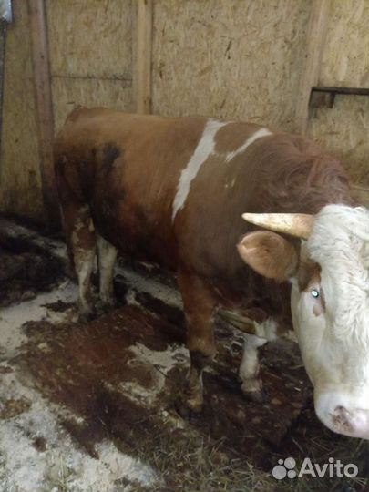 Быки и телки на мясо