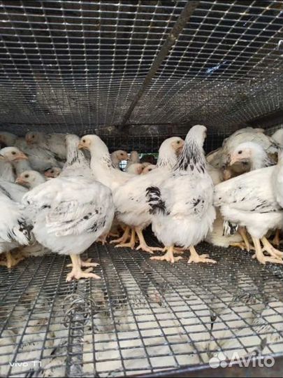 Курочки петушки