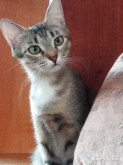 Котята 8 месяцев