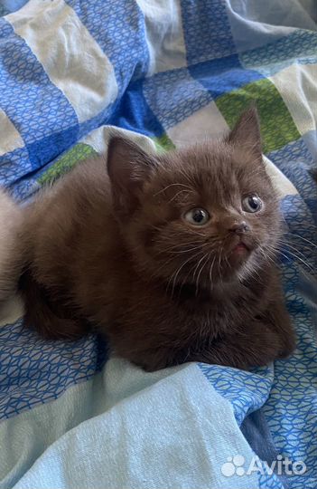 Котята шотландцы