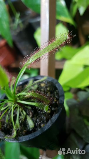 Росянка капская Хищное растение