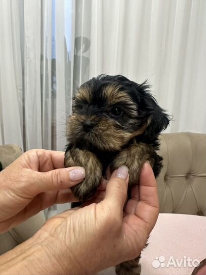 Йоркширский терьер девочка