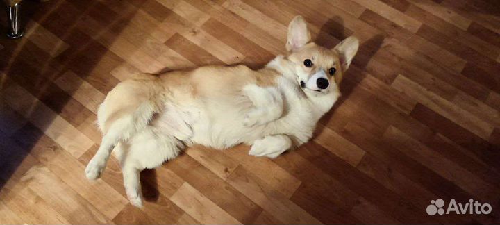 Вязка корги