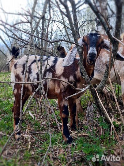 Козочки Англонубийские на племя