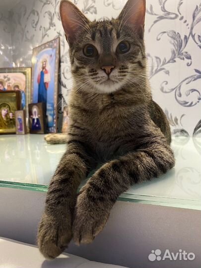 Кошка