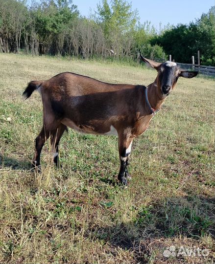 Альпийские козочки