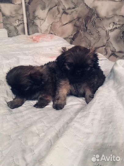 Щенки пекинеса