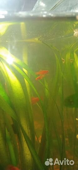 Аквариумные рыбки