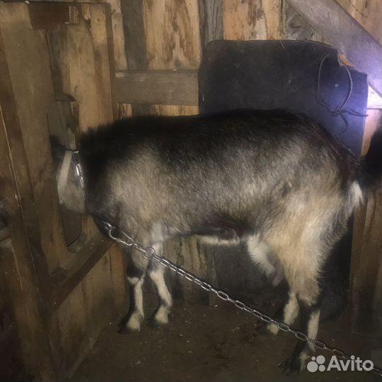 Коза нубийская