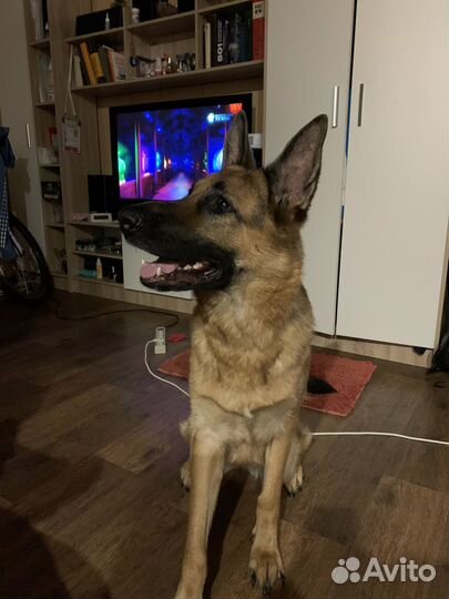 Погуляю с вашей собакой