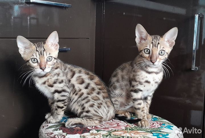 Бенгальская