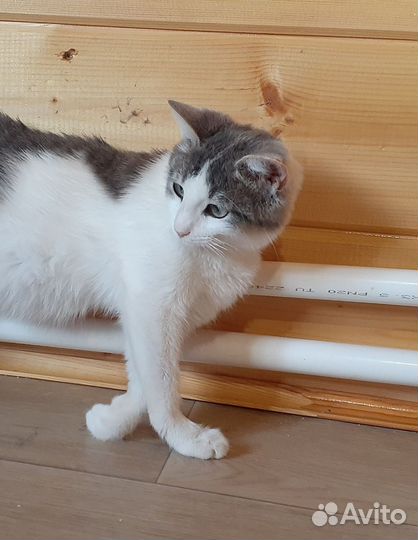 Котенок девочка