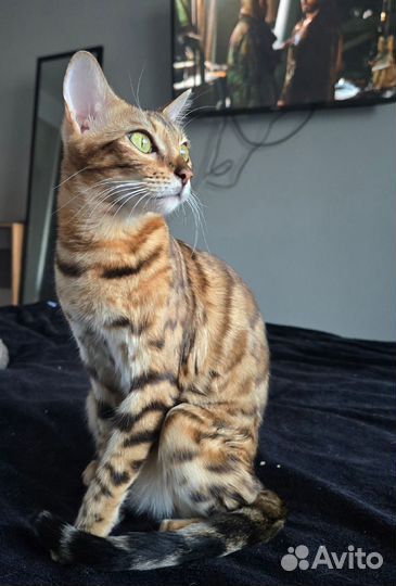 Котенок бенгал