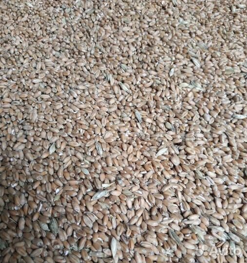 Кормовой горох, Фуражный ячмень корма