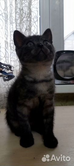 Кошечки 1.5 месяца