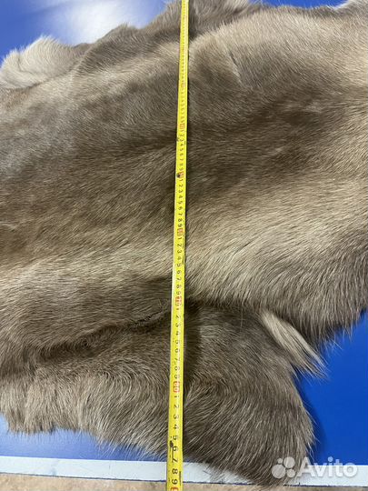 Шкура оленя