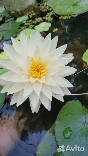 Кувшинки (Нимфеи)