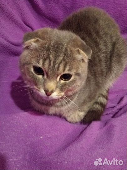 Шотландская вислоухая кошка
