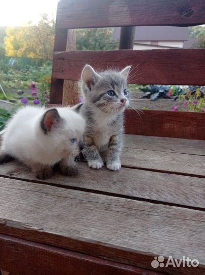 Отдам котят в добрые руки