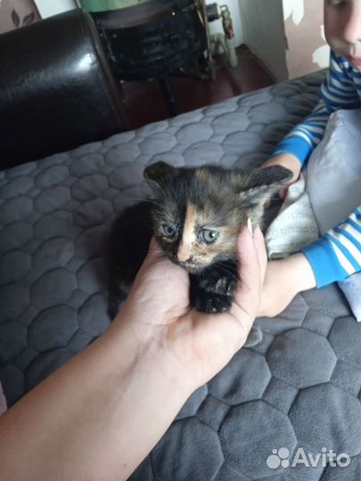 Кошки бесплатно