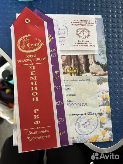 Вязка цвергпинчер