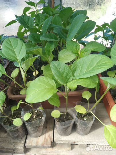 Рассада перца,баклажан