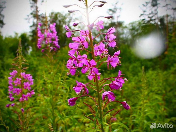 Иван чай 1кг дикорос, травяной чай